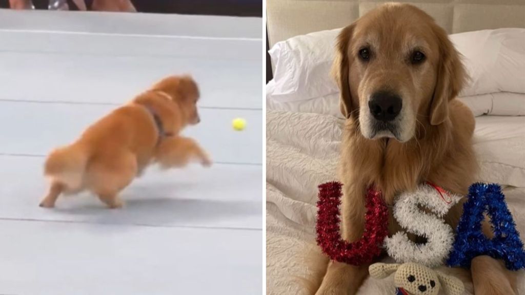 Left image shows Beacon the golden retriever playing during a break at the US Olympics gymnastics trials. Right image shows Beacon posing on a bed with a USA logo propped on his paws.