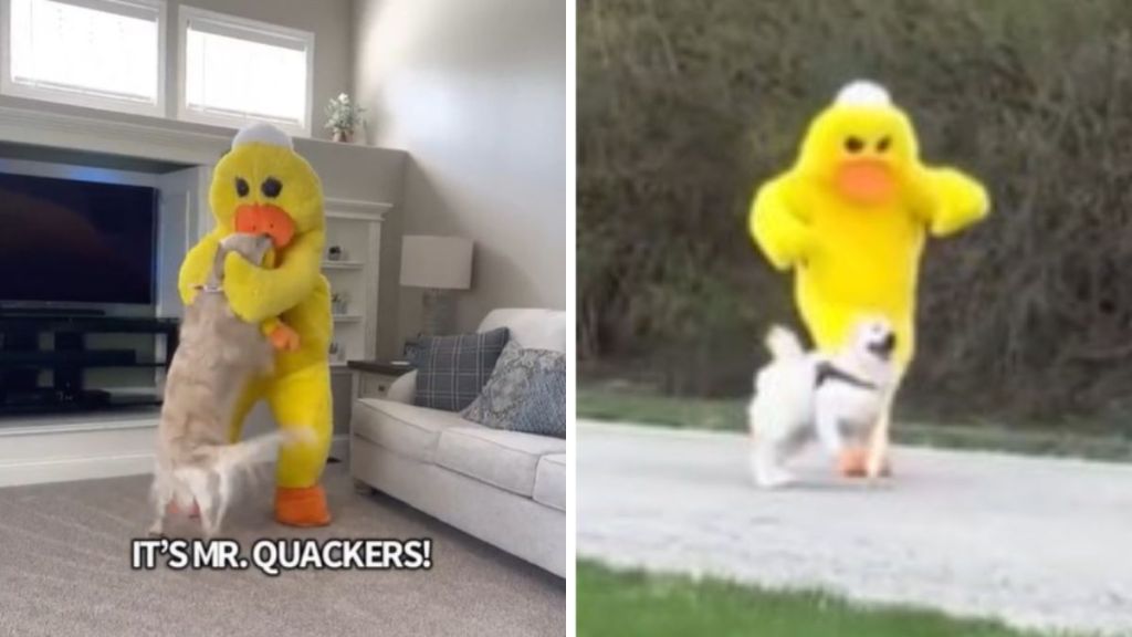 Images show a golden retriever with his Dad dressed like his favorite toy, Mr. Quackers.