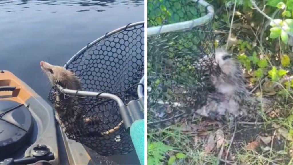 Left image shows an opossum in a fishing net while a kayaker rescues him. Right image shows the kayaker helping the opossum out of the net on dry land.