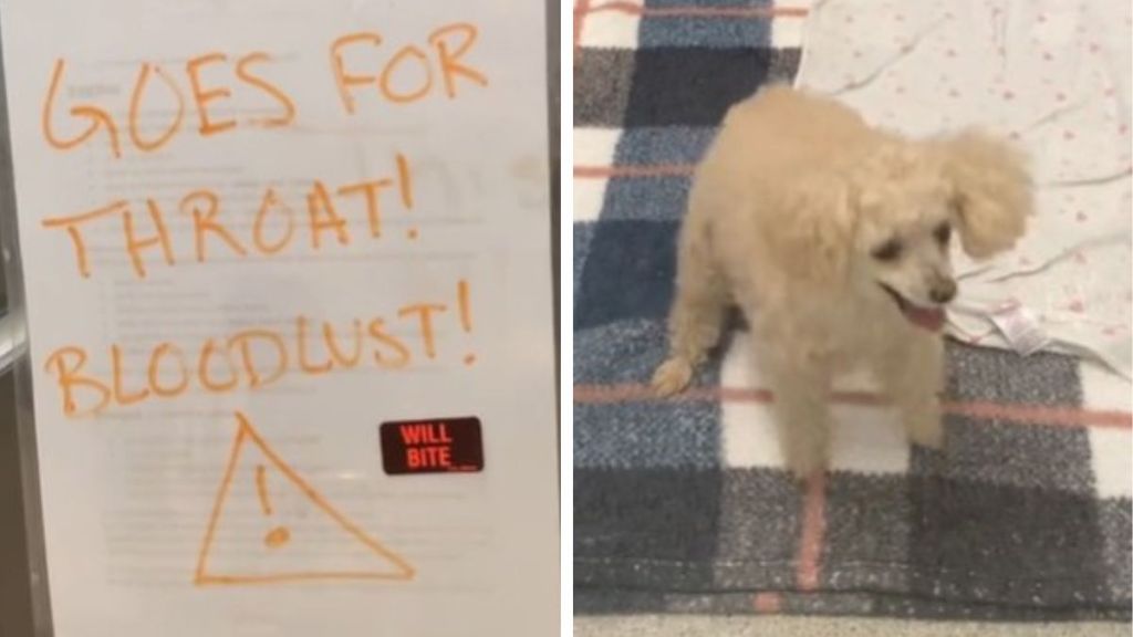 Left image shows one of three warning signs on a dog crate in a vet office. Right image shows a miniature poodle bouncing with joy.