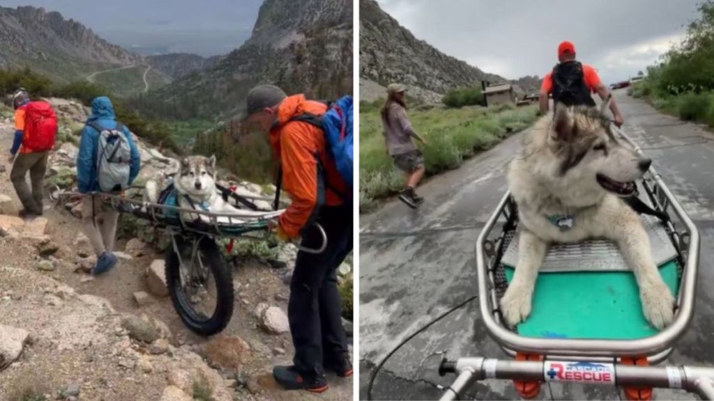 During the mountain rescue of an injured dog, Inyo SAR used a wheeled stretcher to transport the 90-pound dog.