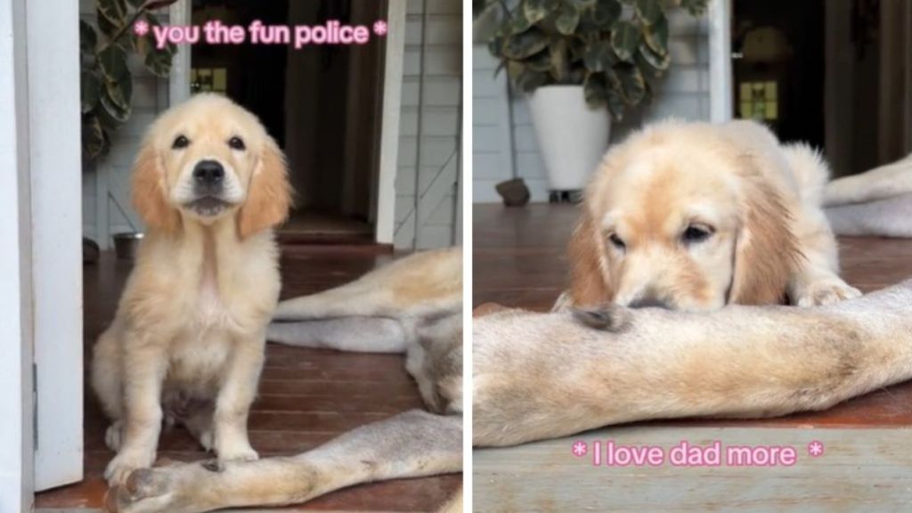 Images show a sassy golden retriever puppy as he backtalks his human Mom (who supplies his thought translations for us).