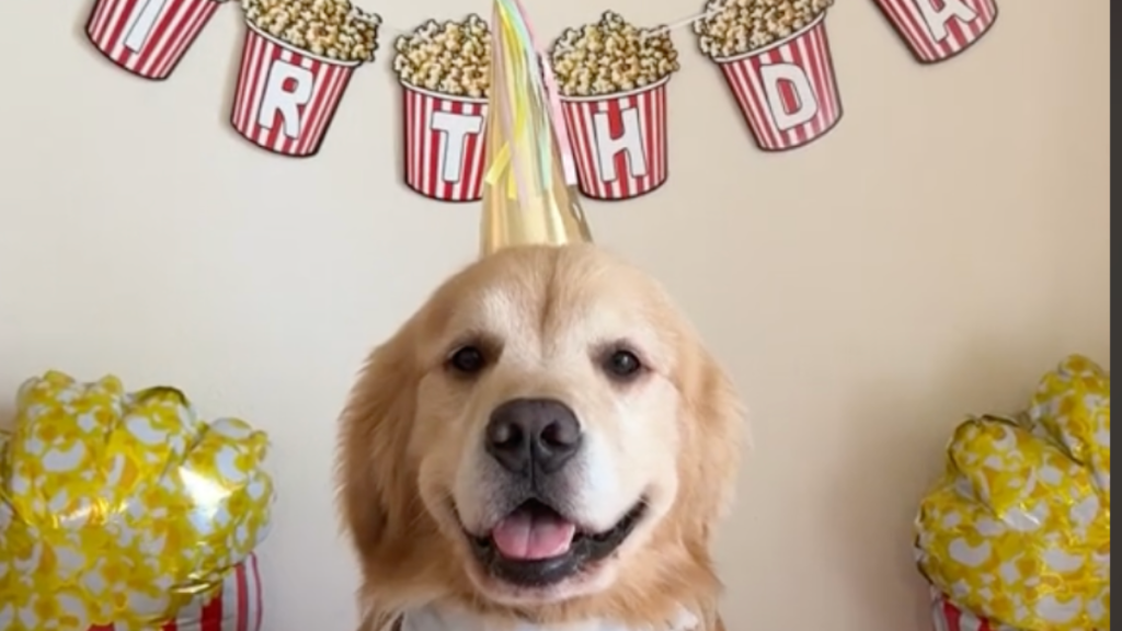 golden retriever popcorn