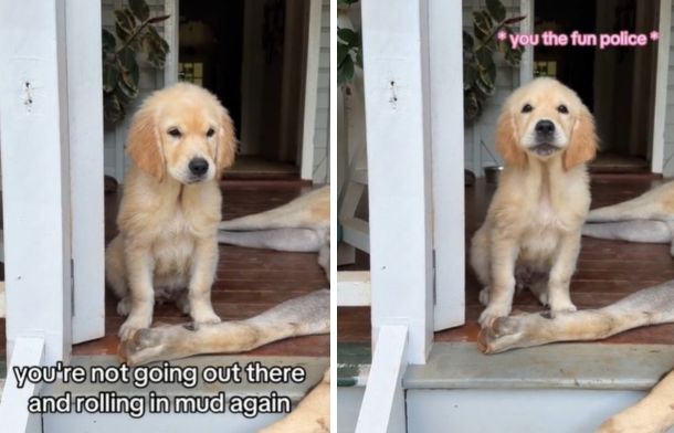 Left image shows a sassy puppy as his human mom is telling him he can't roll in the mud. Right image shows words his mom thinks the golden retriever might be saying to her.