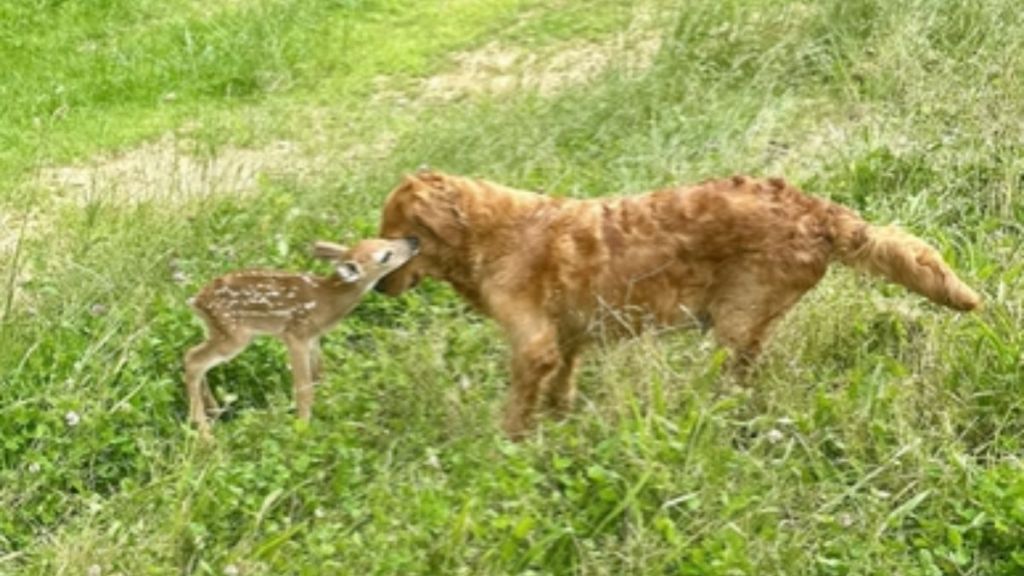 A baby deer nuzzling a golden retriever.