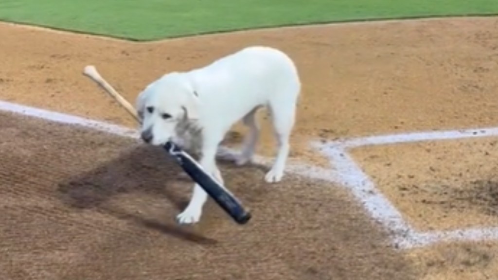 A dog starts to walk with a baseball bat in her mouth