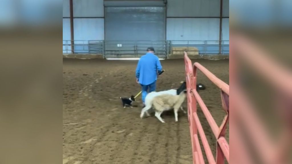 A border collie puppy herding sheep.