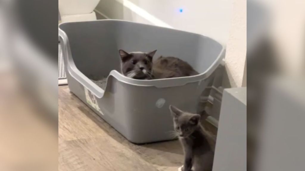 A cat in a bed staring at a kitten.