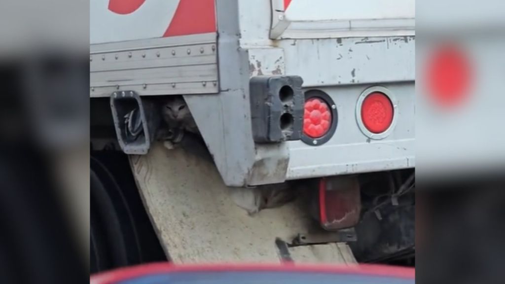 A cat hiding underneath a moving truck.