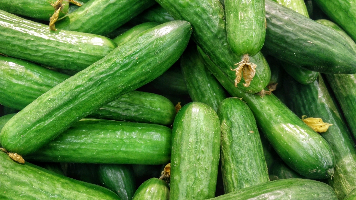 FDA Issues Another Cucumber Recall, Potential Bacterial Concerns ...