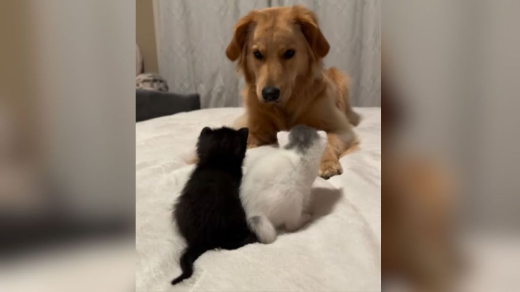 A golden retriever looking at two tiny kittens.