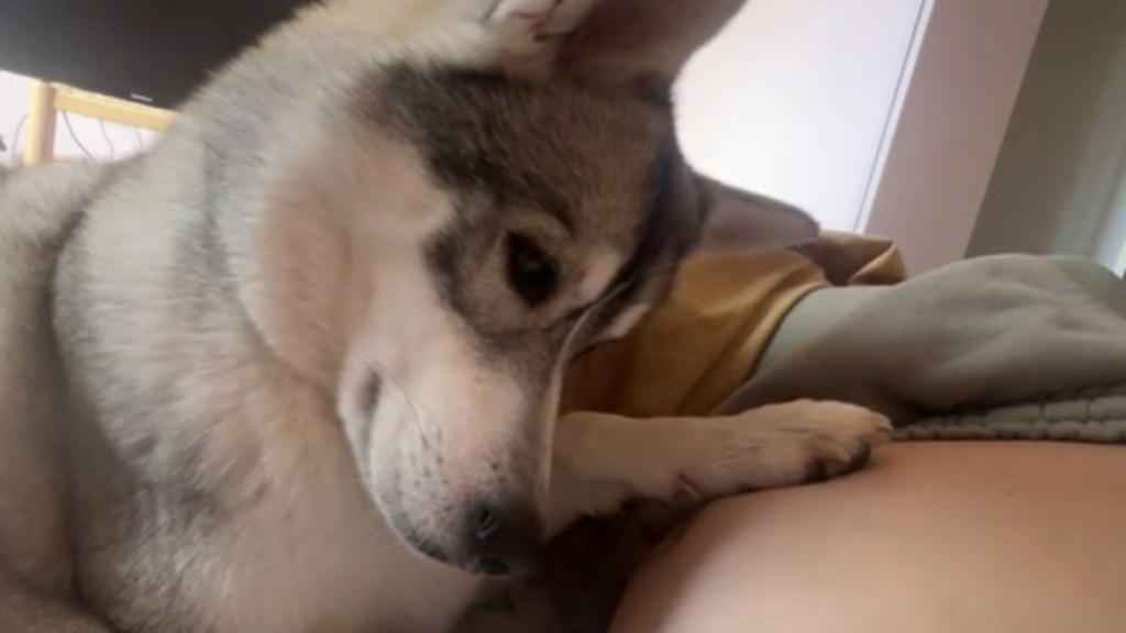 Close up of a Husky with a paw on a woman's pregnant belly. The dog has his head turned as he looks at the woman's belly intently.