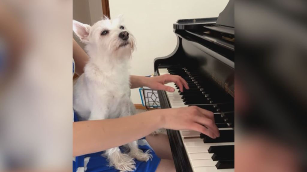 A little dog sits on his owner's lap while she plays piano.