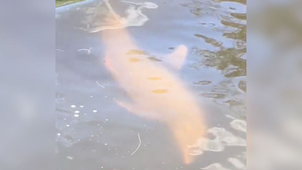 A dolphin swimming under water.