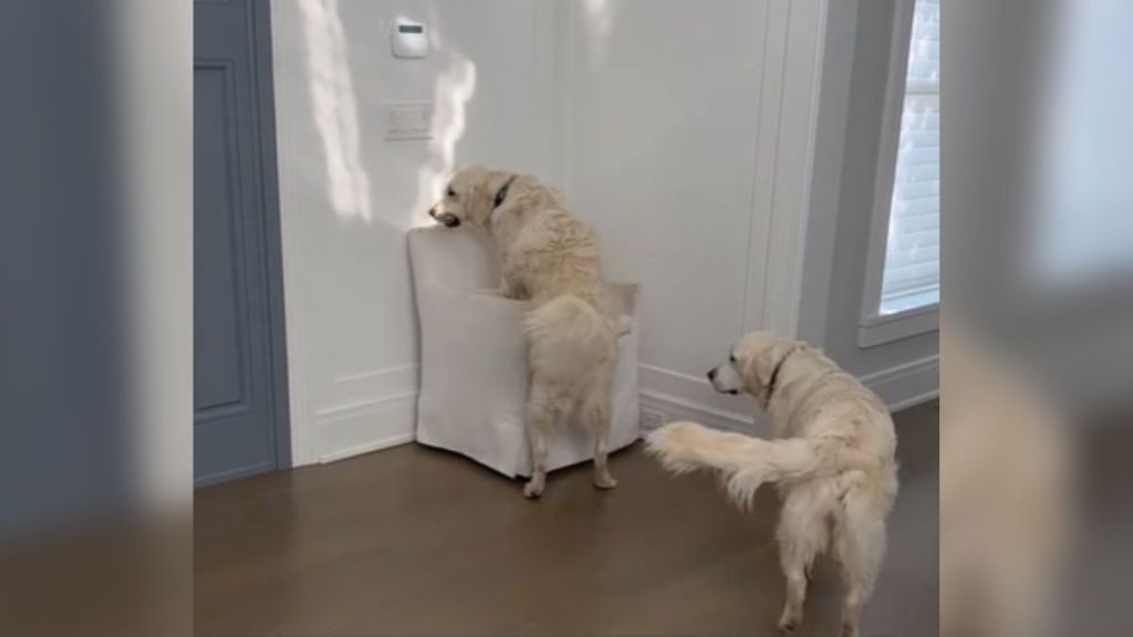 A pair of golden retrievers by a white chair.