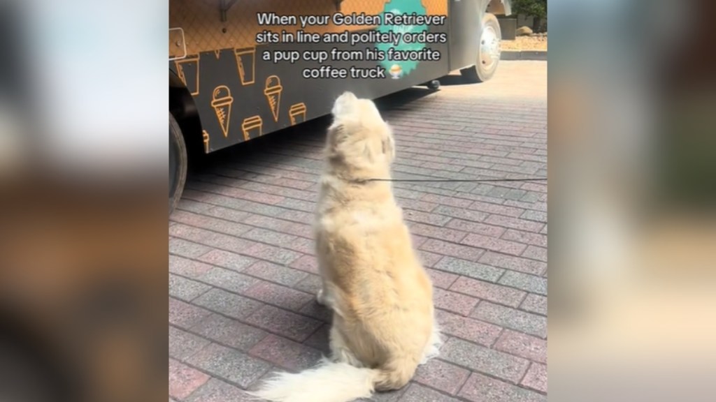 A golden retriever sits outside in front of a coffee truck. Text on the image reads: When your golden retriever sits in line and politely orders a pup cup from his favorite coffee truck