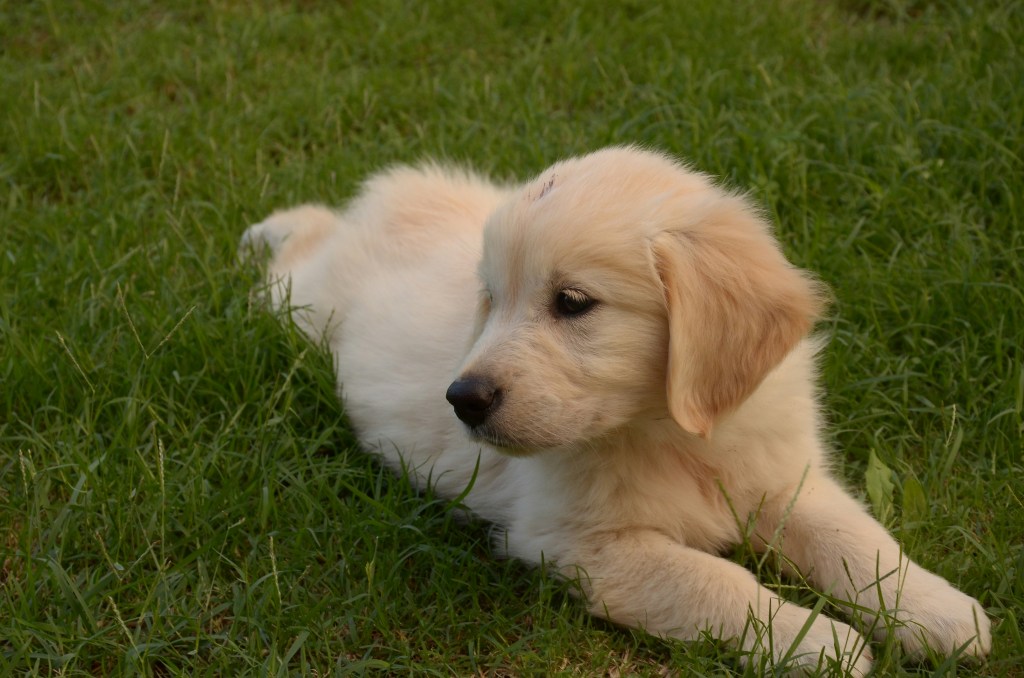 A golden retriever laying down in the grass. 