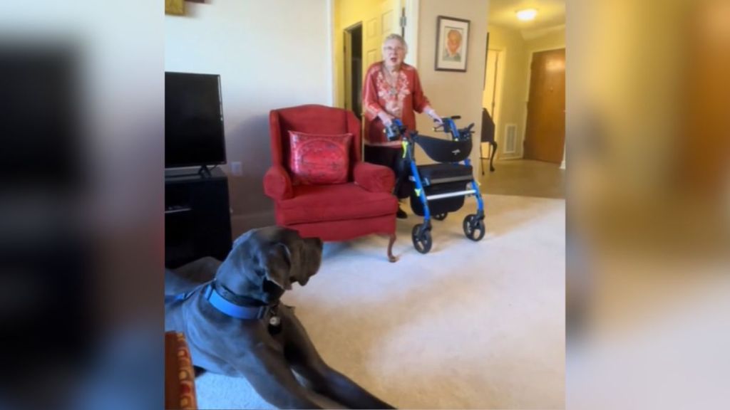 An elderly woman with a walker looks surprised at seeing a Great Dane.