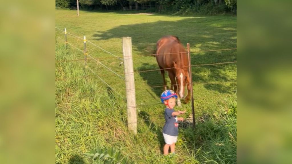 A toddler wearing a helmet visiting a horse outdoors.