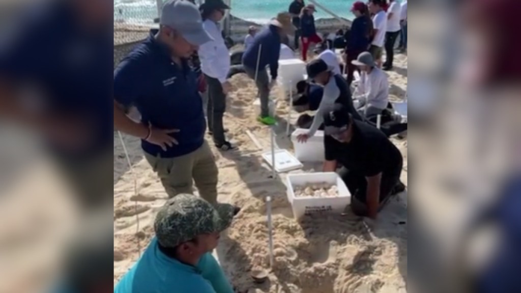 A group of people gather on a beach in Mexico, gathering sea turtle eggs from the sand