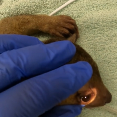 A brown creature being held and examined by someone wearing medical gloves. 