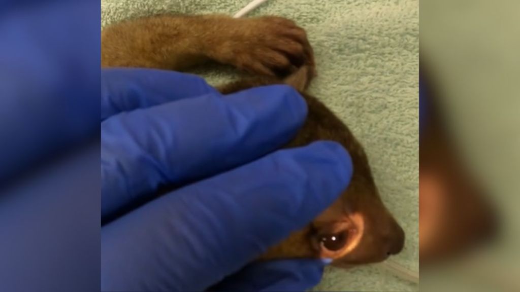 A brown creature being held down and examined by someone with medical gloves.