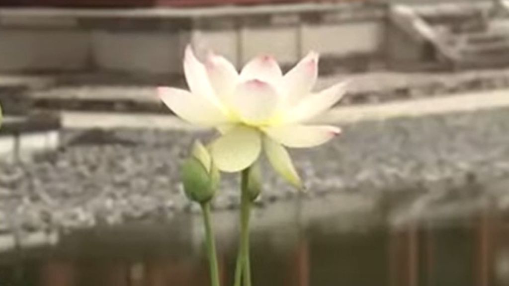 A white lotus flower on display outdoors.