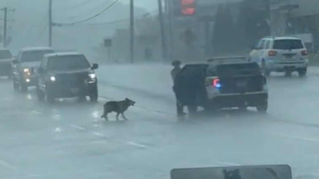 A lost dog getting into an officer's car on a rainy day.