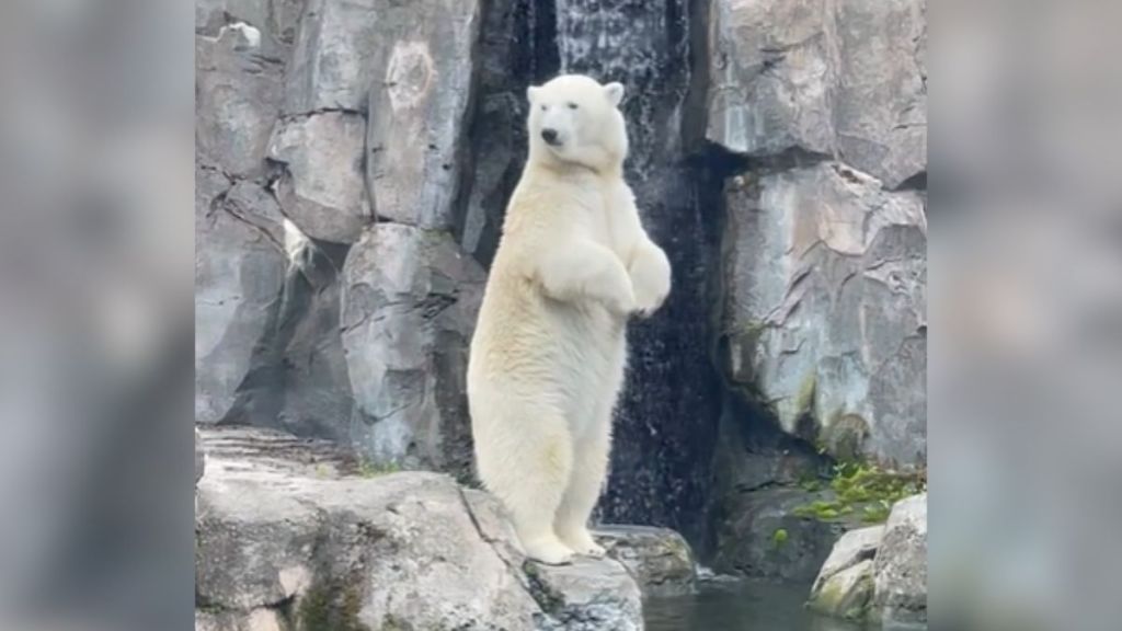 A polar bear standing on a rocky ledge near a body of water.