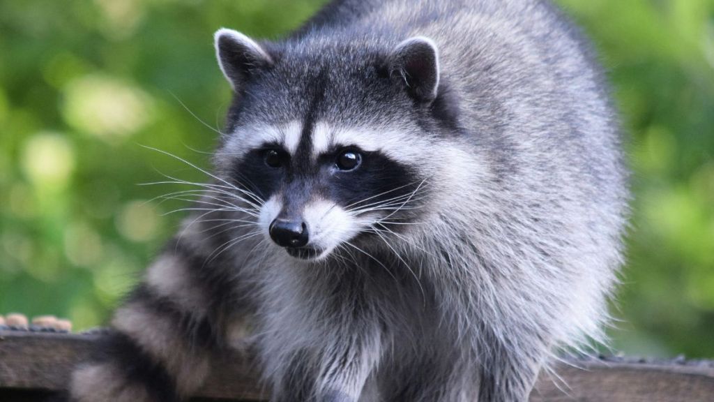 A raccoon standing outdoors against a green, natural background.