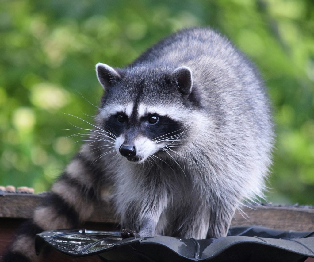 A raccoon standing outdoors against a green, natural background. 