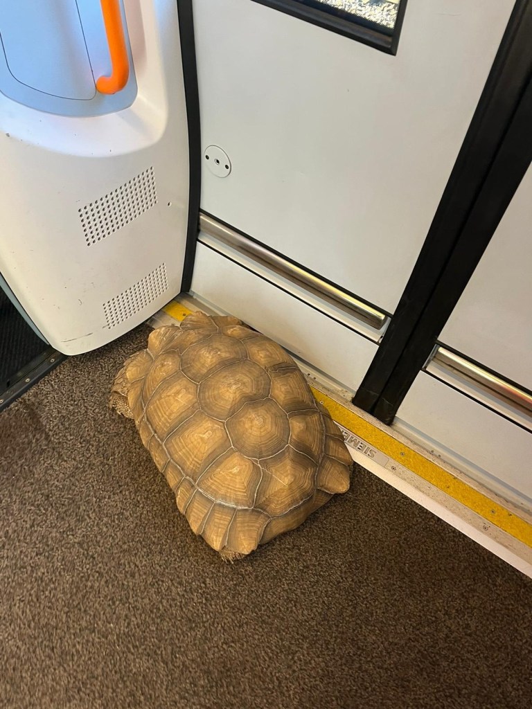 A tortoise standing by the door on the floor of a train car. 