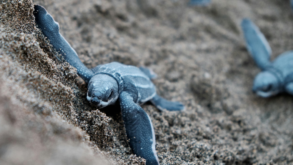 Baby sea Turtles