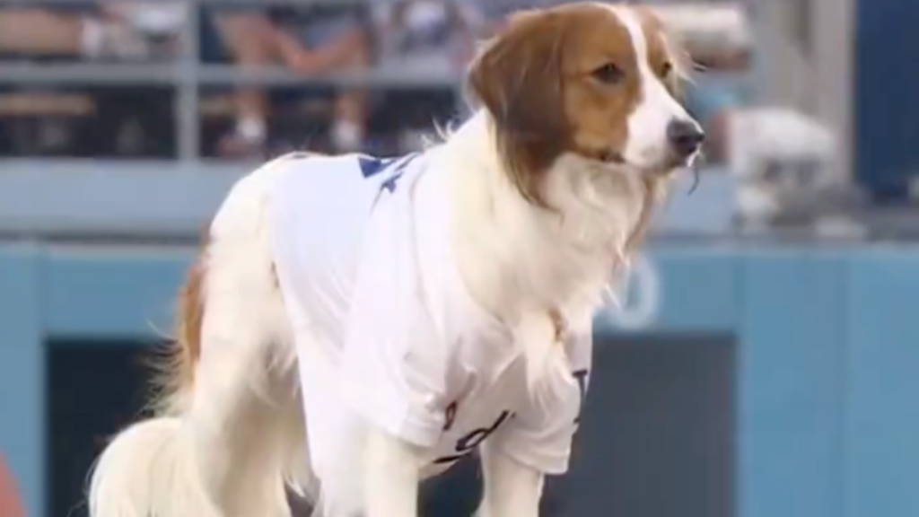 Dodgers Dog