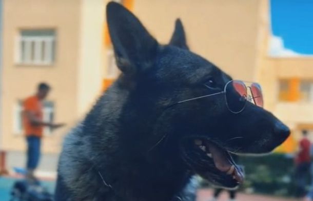 The picture shows a cool German Shepherd of the K9 breed with aviator glasses.