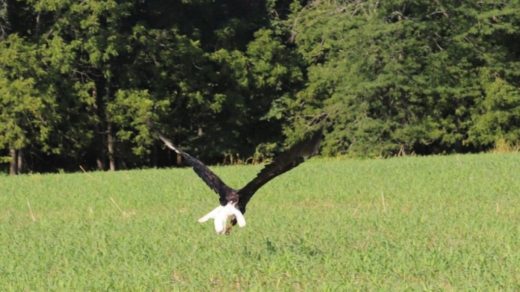 Image shows a bald eagle flying near the edge of a forest.