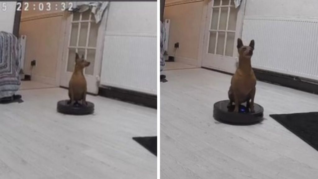 Images show a mini pinscher dog riding a robotic vacuum across a room.