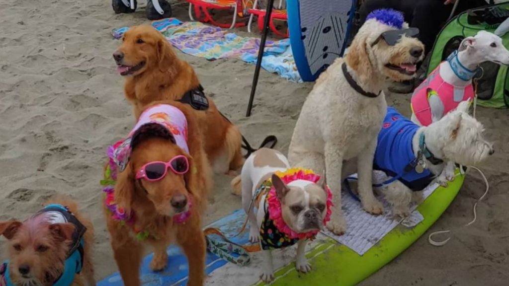 Image shows several competitors from the World Dog Surfing Championship posing on the beach.