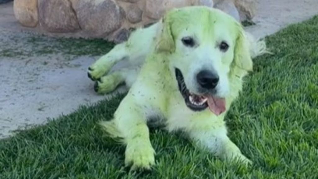 Image shows a white golden retriever after rolling in the grass turned his fur green.