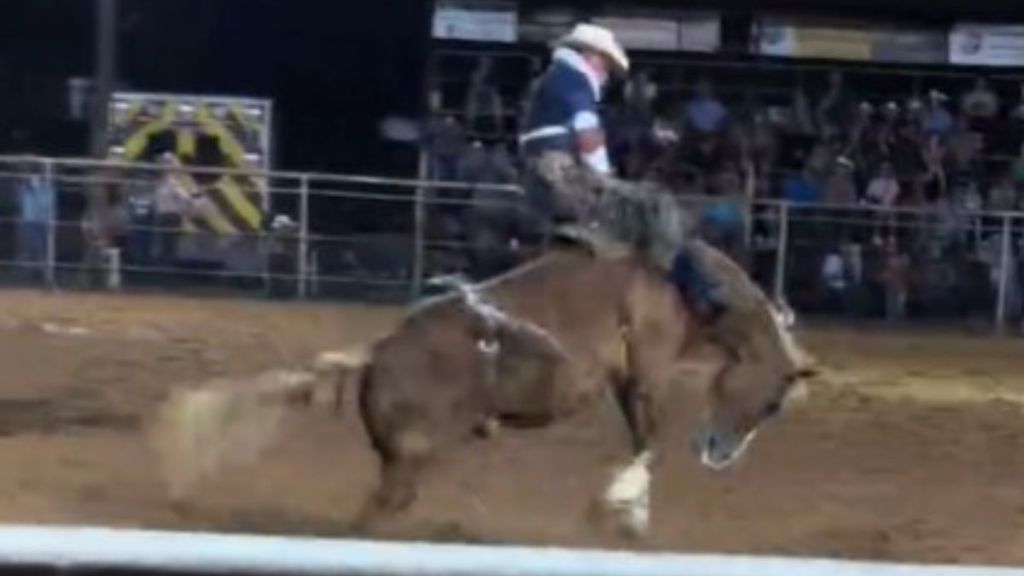 Image shows 71-year-old bareback bronc rider Thomas Rector showing the youngsters how grandpa does the rodeo.