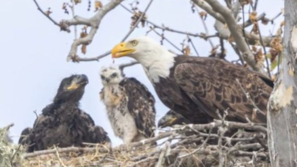 Image shows an eagle nest with an out-of-place hawk that the eagle "adopted."