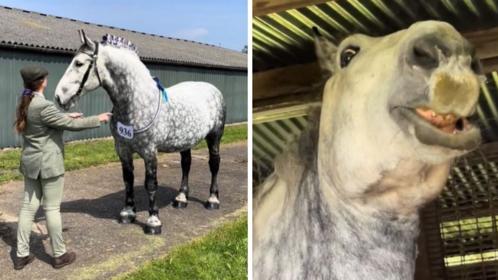 Left image shows a horse owner preparing her Percheron draft horse for a show. Right image shows her horse practicing his catfish routine.