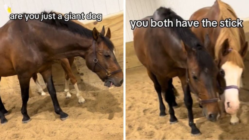 Left image shows a profile of two horses. Right image shows that a horse and his friend are both holding a stick.