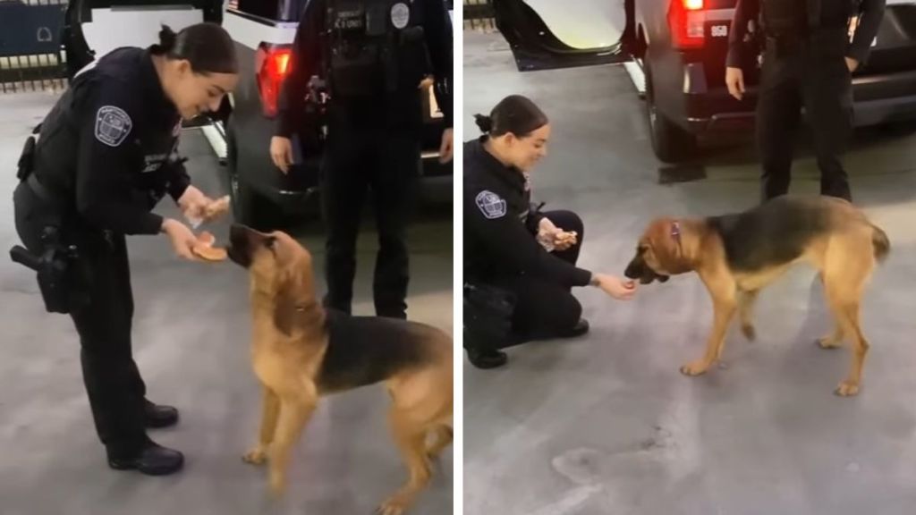 Images show a police officer giving her K9 partner a cheeseburger after catching the bad guy.