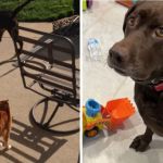 Left image shows a chocolate lab circling a ginger cat trying to be friends. Right image shows the lab sitting politely.