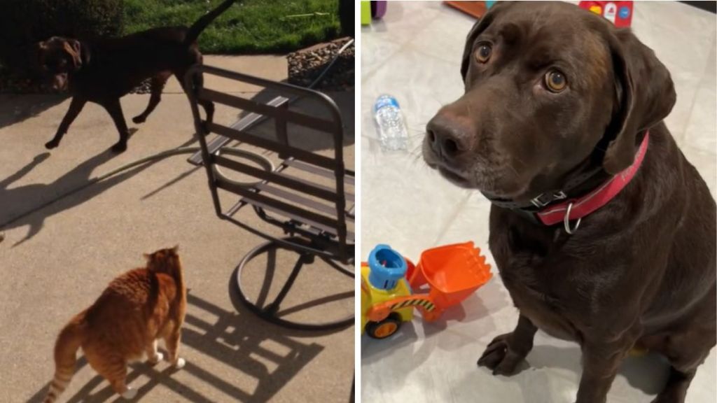 Left image shows a chocolate lab circling a ginger cat trying to be friends. Right image shows the lab sitting politely.