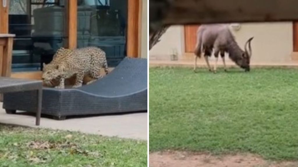 Left image shows a leopard crouching outside a window as it prepares to attack a nyala. Right image shows a nyala bull grazing.