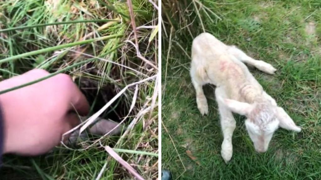 Left image shows the hole with the lost lamb barely visible. Right image shows the lamb regaining its feet after rescue.