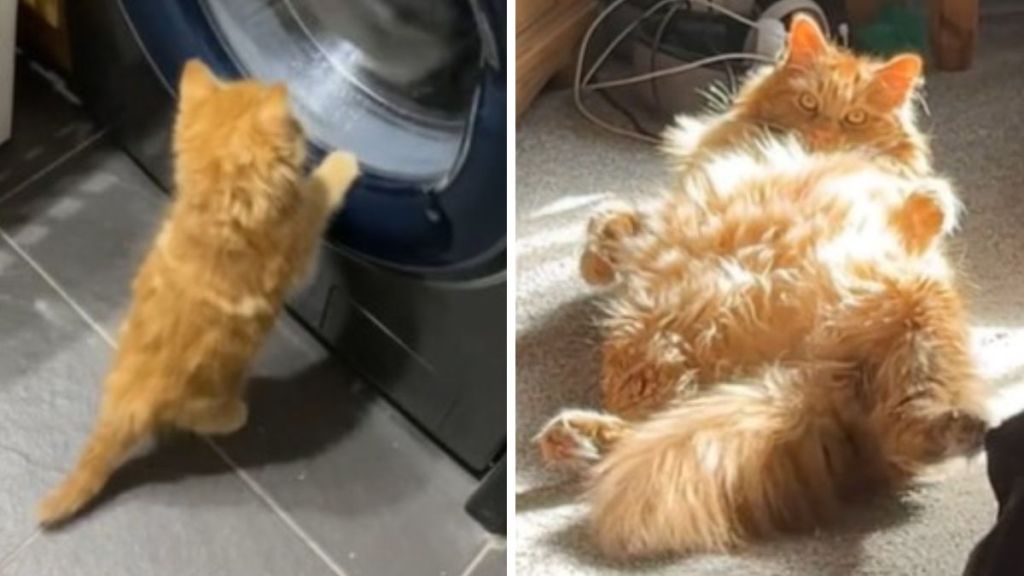 Left image shows a Maine coon kitten looking into a washing machine. Right image shows a very large, fully grown Maine coon lying on its back.