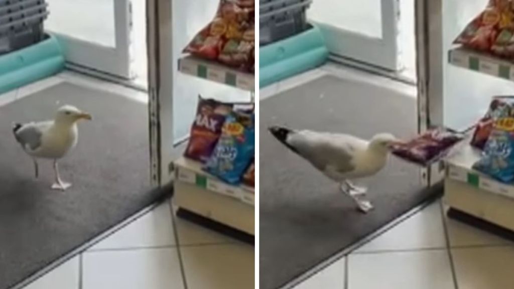 Images show a seagull entering a convenience store and snatching a bag of chips.